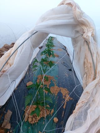 둥이농장(김준태)님의 고추 · 영농일지 작성글 사진