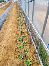 팜모닝 배추·영농일지 게시글 이미지