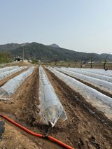 팜모닝 고추·영농일지 게시글 이미지