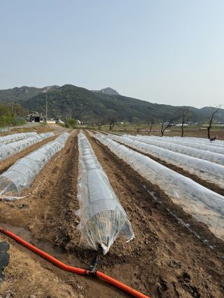 조준호님의 고추 · 영농일지 작성글 사진