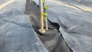 늘푸른 농장주님의 기타작물 · 영농일지 작성글 사진