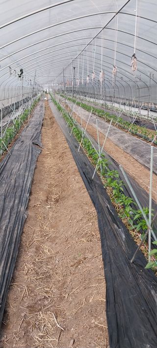 이사룡님의 기타작물 · 영농일지 작성글 사진