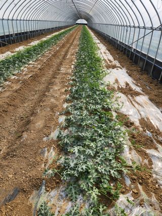 김저팔계님의 기타작물 · 영농일지 작성글 사진