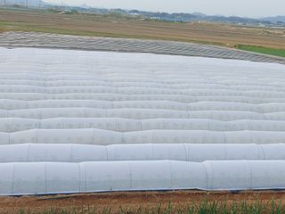 둥이농장(김준태)님의 고추 · 영농일지 작성글 사진
