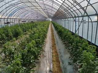 전원수님의 기타작물 · 영농일지 작성글 사진