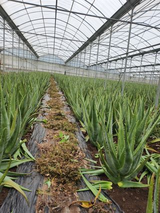 제주온님의 기타작물 · 영농일지 작성글 사진