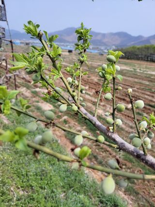 정택님의 매실 · 영농일지 작성글 사진