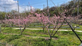 금호복숭아님의 기타작물 · 영농일지 작성글 사진