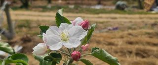 종합선물세트님의 기타작물 · 영농일지 작성글 사진