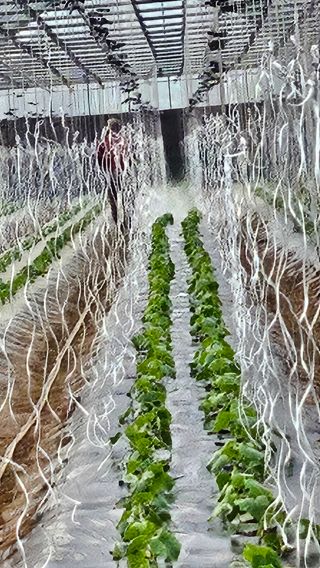 김명숙님의 오이 · 영농일지 작성글 사진