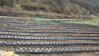 달빛소년(김광순)님의 기타작물 · 영농일지 작성글 사진