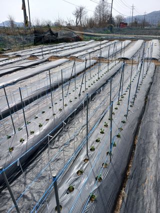 백영호님의 양배추 · 영농일지 작성글 사진