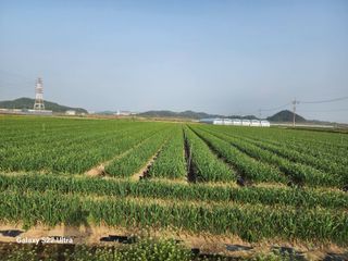 박종권님의 마늘 · 영농일지 작성글 사진