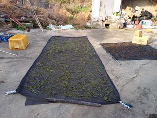 전원수님의 기타작물 · 영농일지 작성글 사진