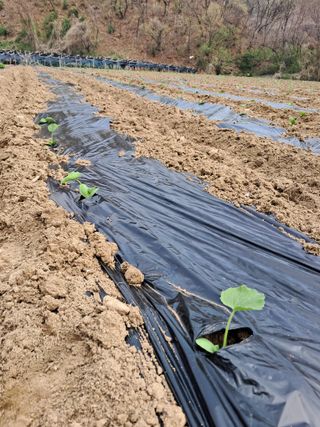 류남열님의 기타작물 · 영농일지 작성글 사진