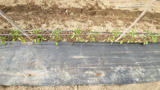 권병국님의 고추 · 영농일지 작성글 사진