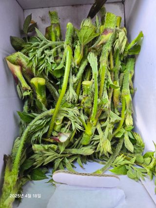 Captain김상곤님의 매실 · 영농일지 작성글 사진