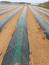 팜모닝 고추·영농일지 게시글 이미지