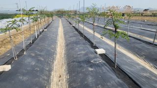 늘푸른 농장주님의 기타작물 · 영농일지 작성글 사진