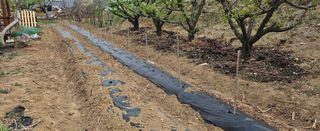 종합선물세트님의 기타작물 · 영농일지 작성글 사진