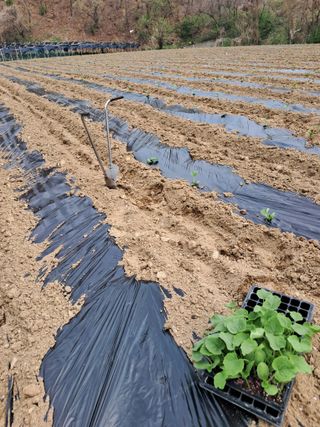 류남열님의 기타작물 · 영농일지 작성글 사진