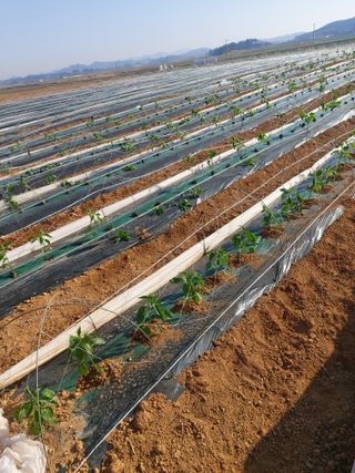 둥이농장(김준태)님의 고추 · 영농일지 작성글 사진