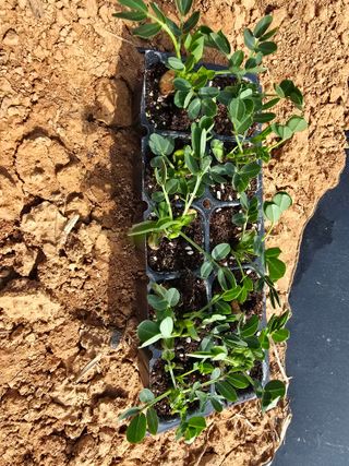 심기정님의 기타작물 · 영농일지 작성글 사진