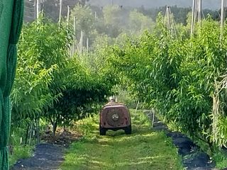 금호복숭아님의 기타작물 · 영농일지 작성글 사진