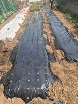 팜모닝 들깨·영농일지 게시글 이미지