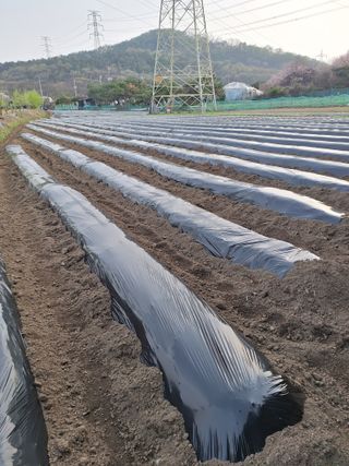 마늘25328님의 기타작물 · 영농일지 작성글 사진