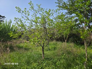 Captain김상곤님의 매실 · 영농일지 작성글 사진