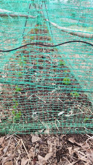 현길01021982님의 기타작물 · 영농일지 작성글 사진