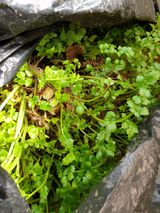 팜모닝 기타작물·영농일지 게시글 이미지