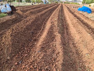 체리123님의 참깨 · 영농일지 작성글 사진