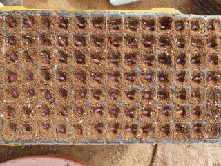 구봉갑산님의 기타작물 · 영농일지 작성글 사진