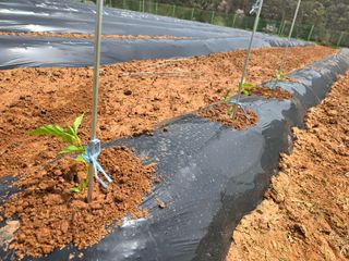 심기정님의 기타작물 · 영농일지 작성글 사진