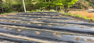 진전님의 기타작물 · 영농일지 작성글 사진