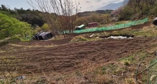 진문거사님의 호박 · 영농일지 작성글 사진