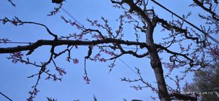 달맛햇복숭아농원님의 복숭아 · 영농일지 작성글 사진