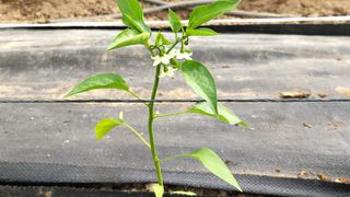 권병국님의 고추 · 영농일지 작성글 사진