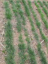 팜모닝 기타작물·영농일지 게시글 이미지