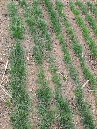 정종대님의 기타작물 · 영농일지 작성글 사진