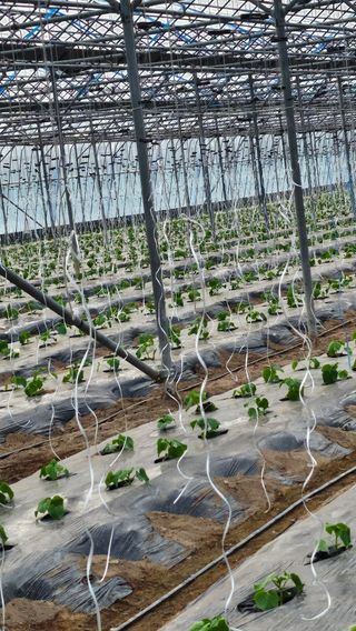 김명숙님의 오이 · 영농일지 작성글 사진