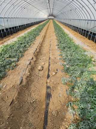 김저팔계님의 기타작물 · 영농일지 작성글 사진