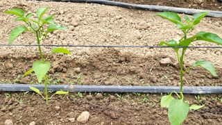 권병국님의 고추 · 영농일지 작성글 사진