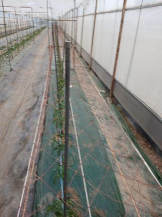 두릅나무16138님의 기타작물 · 영농일지 작성글 사진