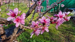 금호복숭아님의 기타작물 · 영농일지 작성글 사진