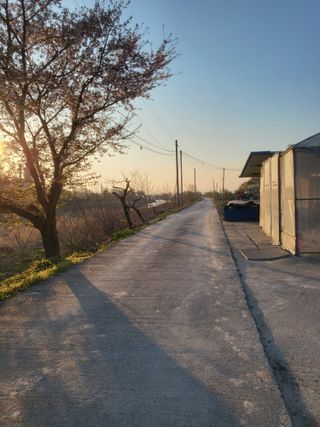 하태묵님의 고추 · 영농일지 작성글 사진