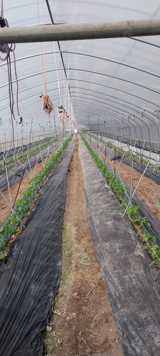 이사룡님의 기타작물 · 영농일지 작성글 사진