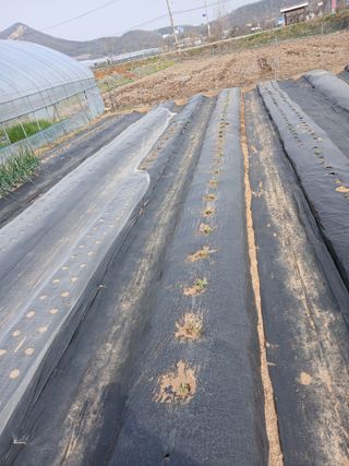 백영호님의 양배추 · 영농일지 작성글 사진